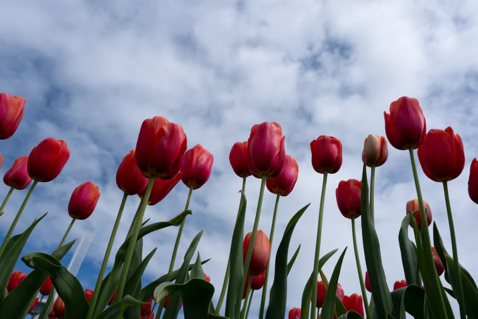 Climate Change Threatens Thousands of Plant Species