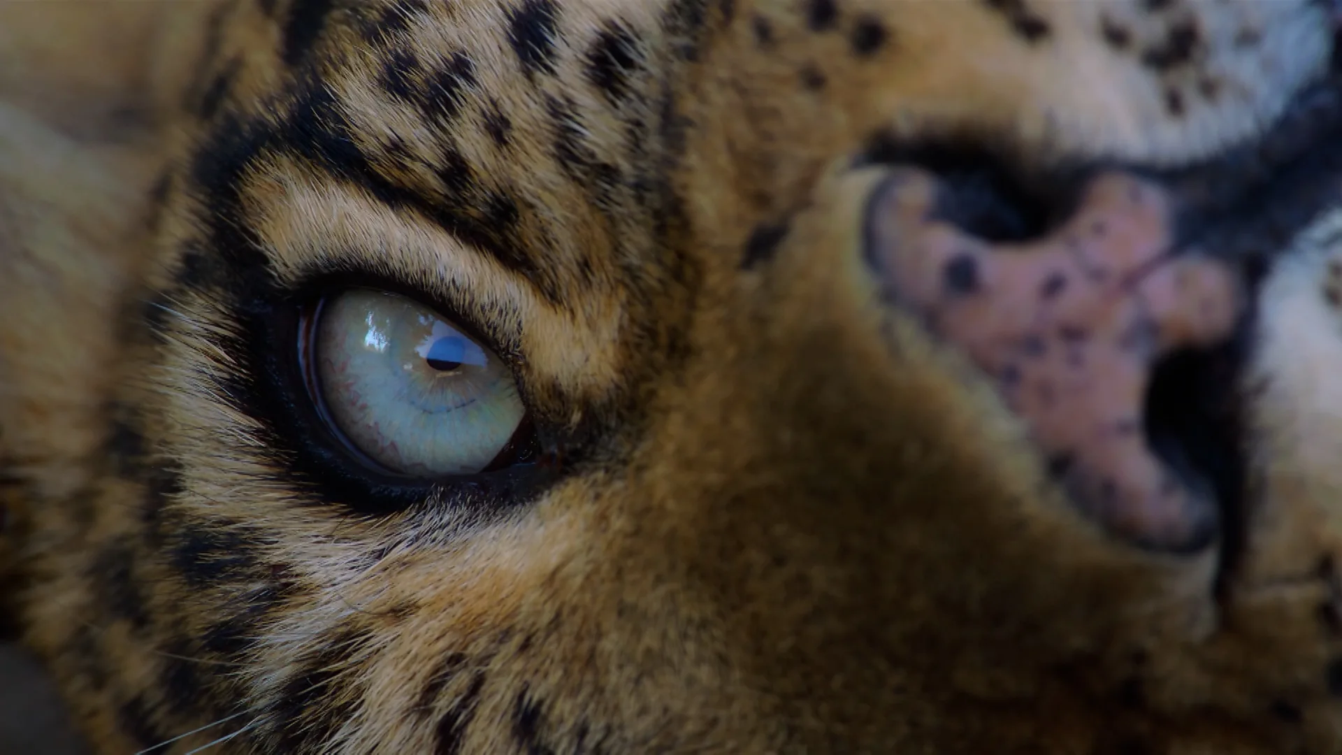 Leopard close-up
