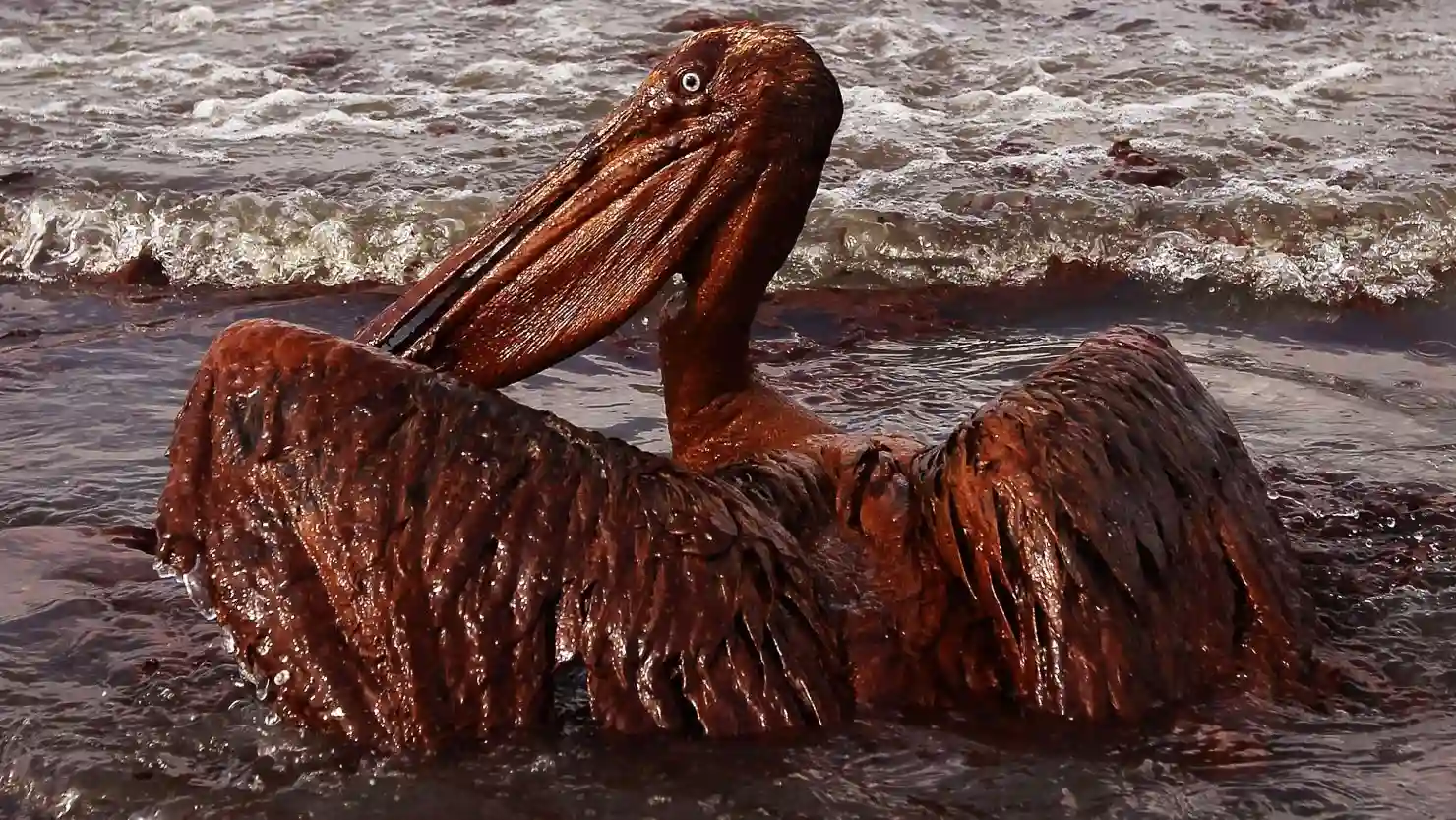 Miembros de la Marina mexicana retirando sargazo contaminado por petróleo de una playa en el Golfo de México en marzo de 2026
