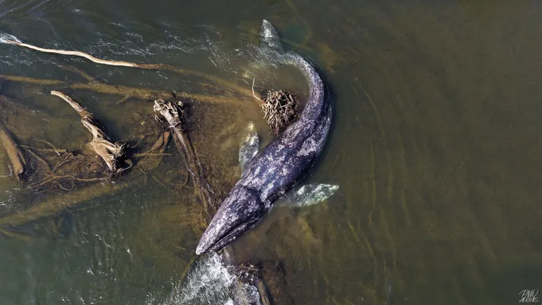 Gray whale stranded in river in Washington state