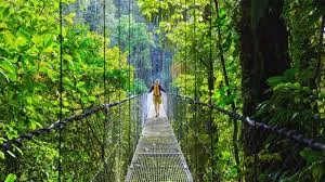 Turistas observando la fauna del Parque Nacional Corcovado en Costa Rica