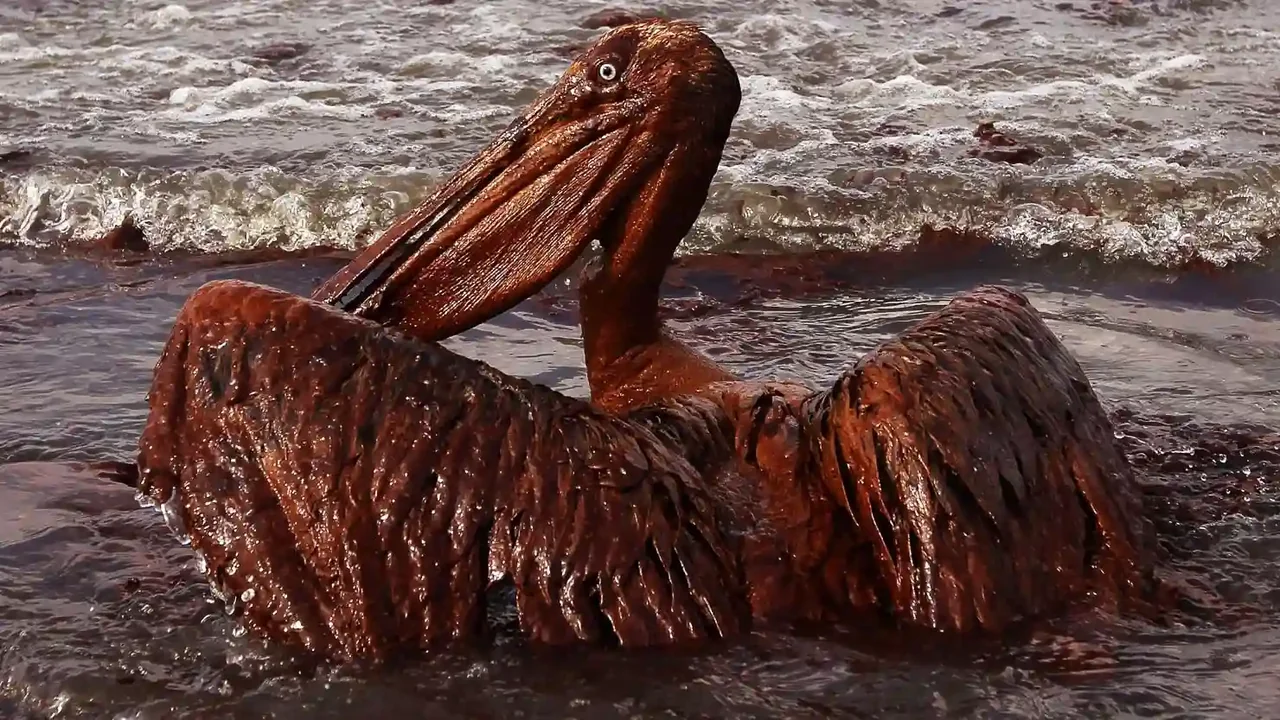 Miembros de la Marina mexicana retirando sargazo contaminado por petróleo de una playa en el Golfo de México en marzo de 2026