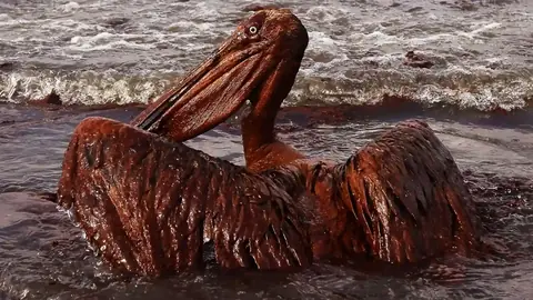 Miembros de la Marina mexicana retirando sargazo contaminado por petróleo de una playa en el Golfo de México en marzo de 2026