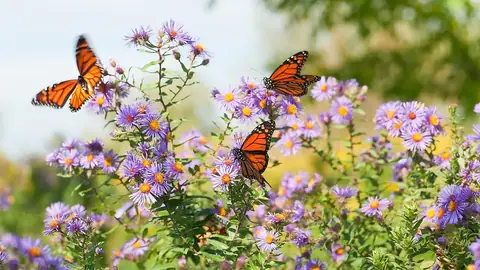 Millones de mariposas monarca reunidas en los bosques de oyamel de Michoacán, México, durante la hibernación invernal 2025-2026