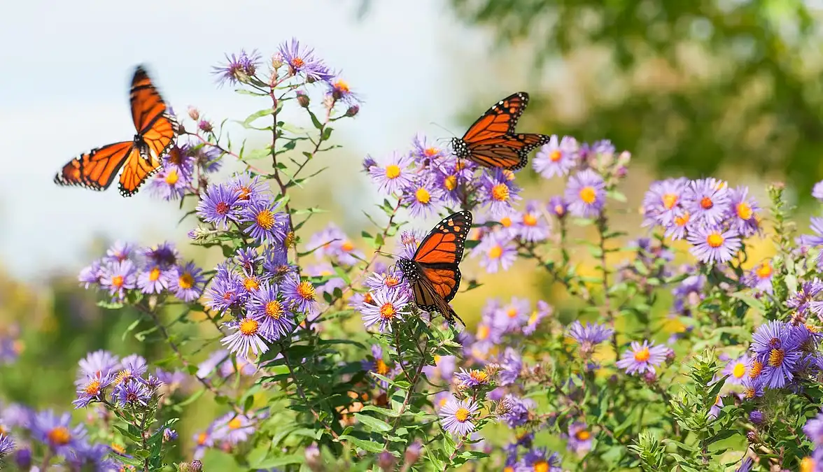 Millones de mariposas monarca reunidas en los bosques de oyamel de Michoacán, México, durante la hibernación invernal 2025-2026
